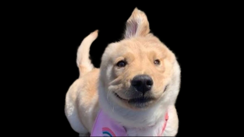 mon chien