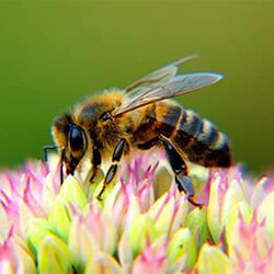MON abeille