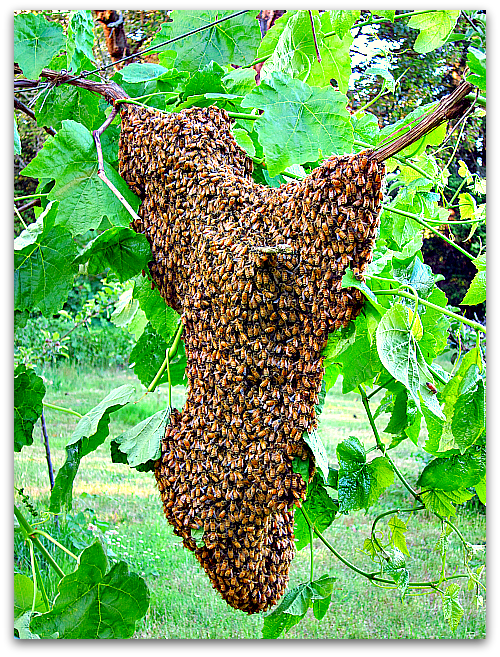 essaim abeilles