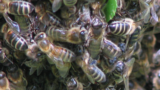 la reine des abeille