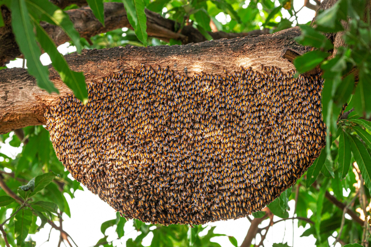 les belles abeilles