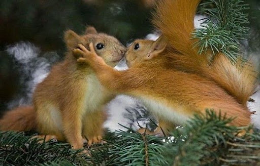 couple ecureuil